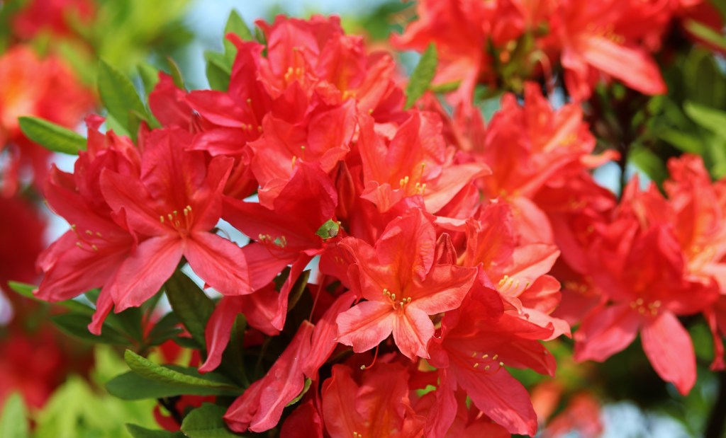 花　２