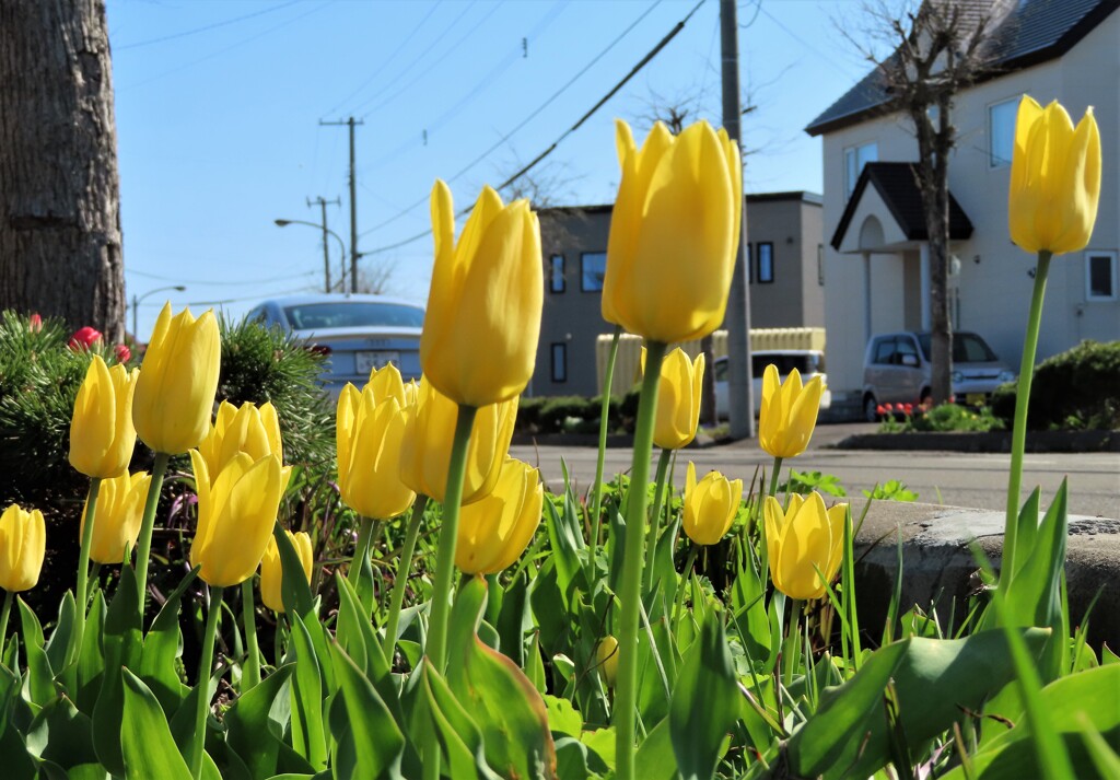 街の花　黄