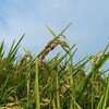 今年は「やや良」？