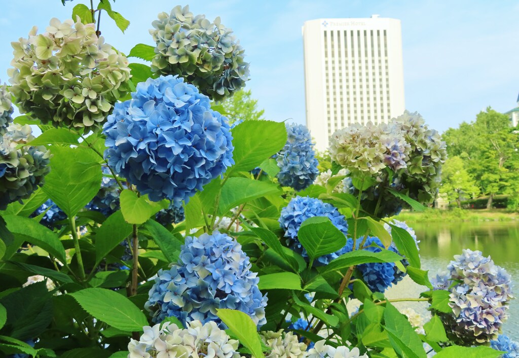 紫陽花と白いホテル