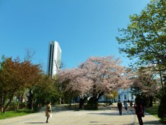 公園だけど通勤路