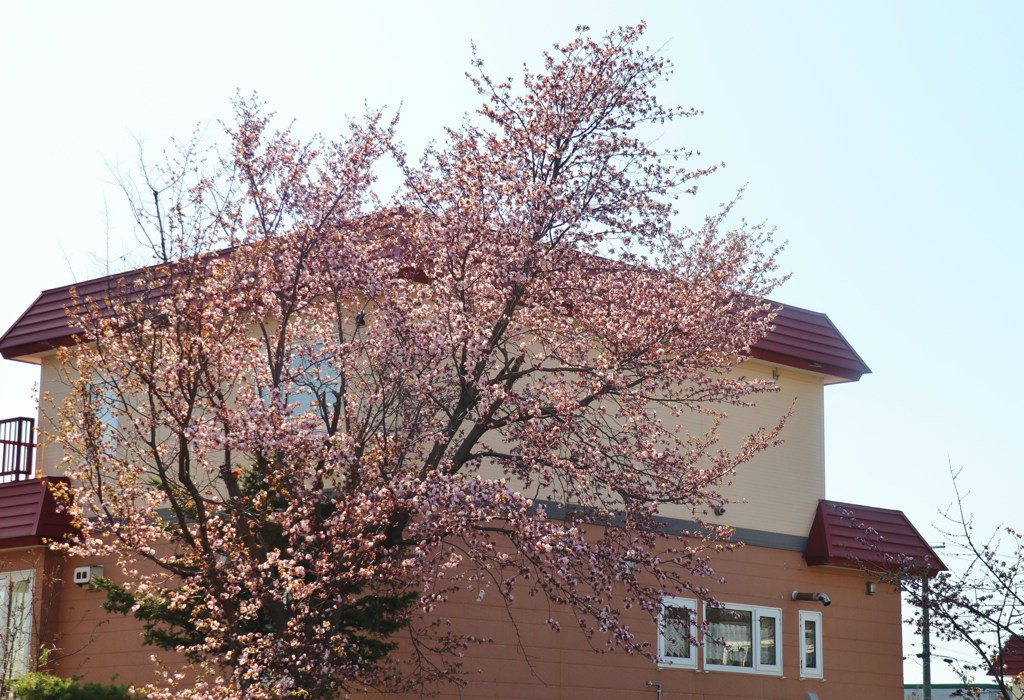 桜　来る