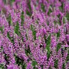 札幌　８月の花事情　３７