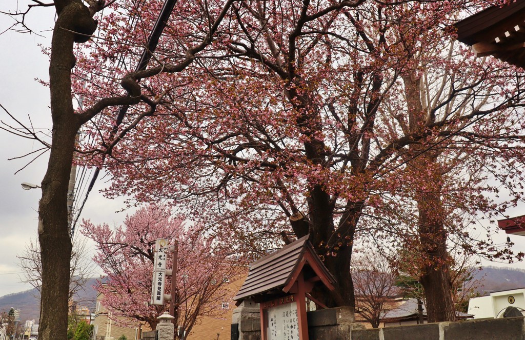 街角桜