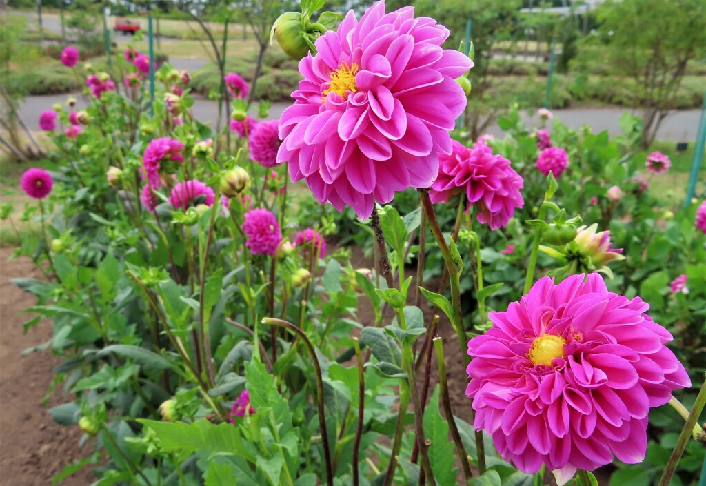 今日も旬の花　１