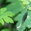 秋　花事情　６