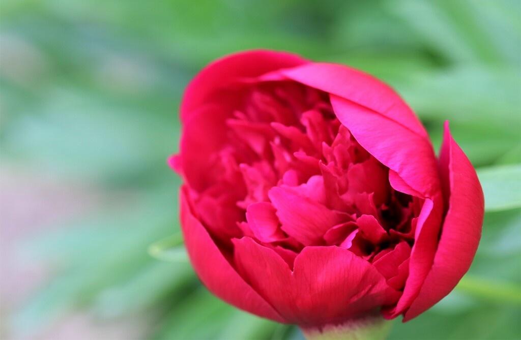 近隣の花　３