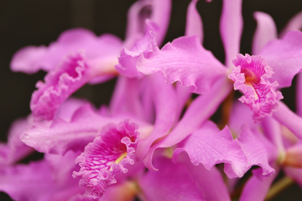 Greenhouse　flowers　Ⅴ
