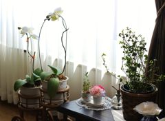 プチ花畑