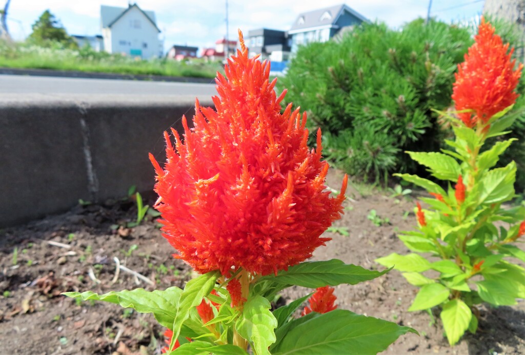 路傍の花　２