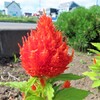 路傍の花　２