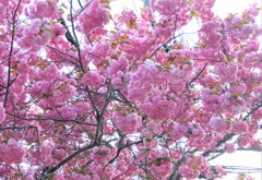 八重桜が旬　４