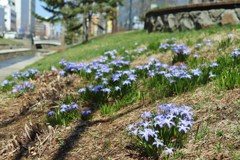 堤の自然花