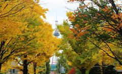 紅葉の隙間から札幌のシンボルが