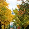 紅葉の隙間から札幌のシンボルが