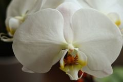 胡蝶蘭　Ⅰ