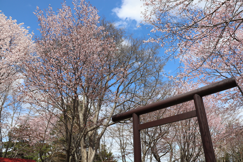 鳥居と桜