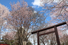 鳥居と桜