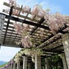 藤が咲く公園　８