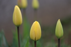 我家の庭から　Ⅲ