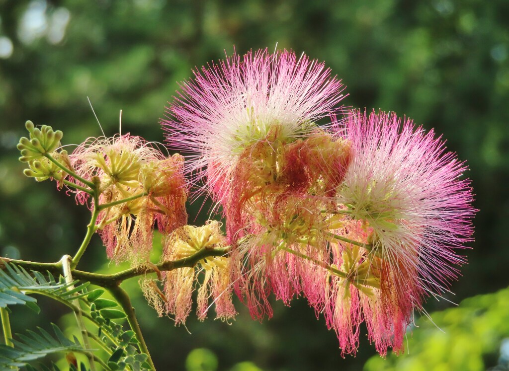 ねむの木の花