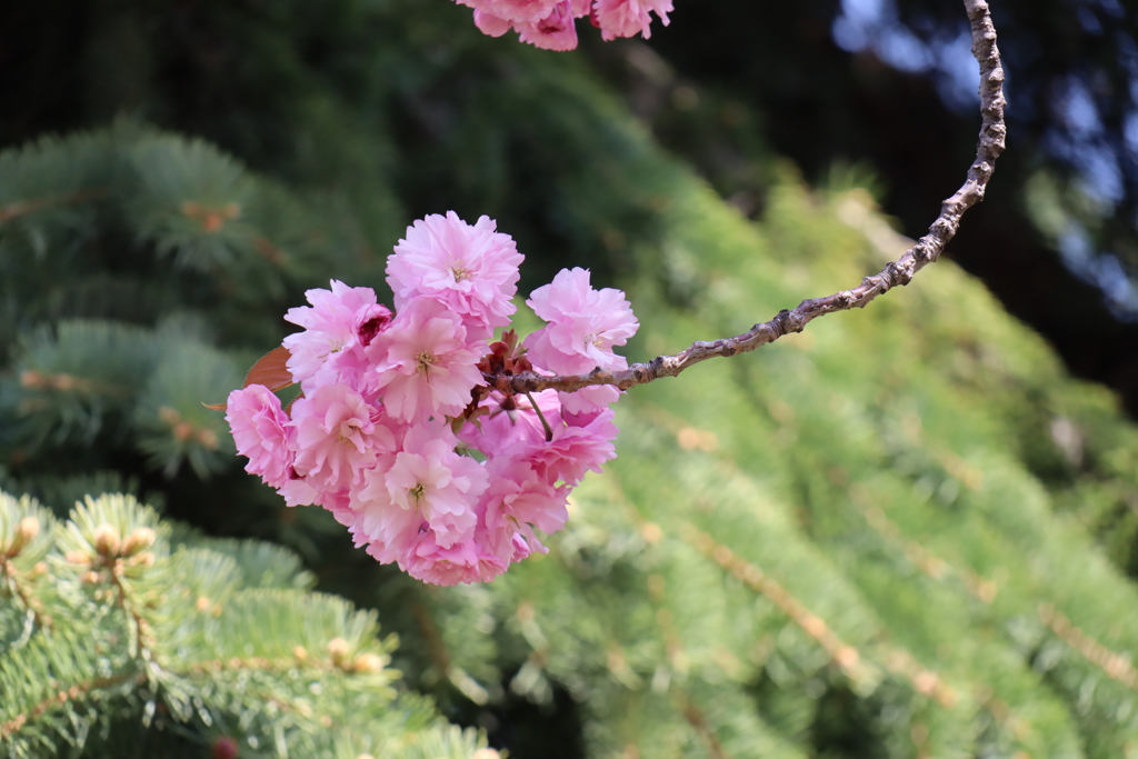 八重桜　Ⅱ