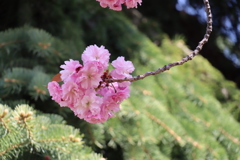 八重桜　Ⅱ