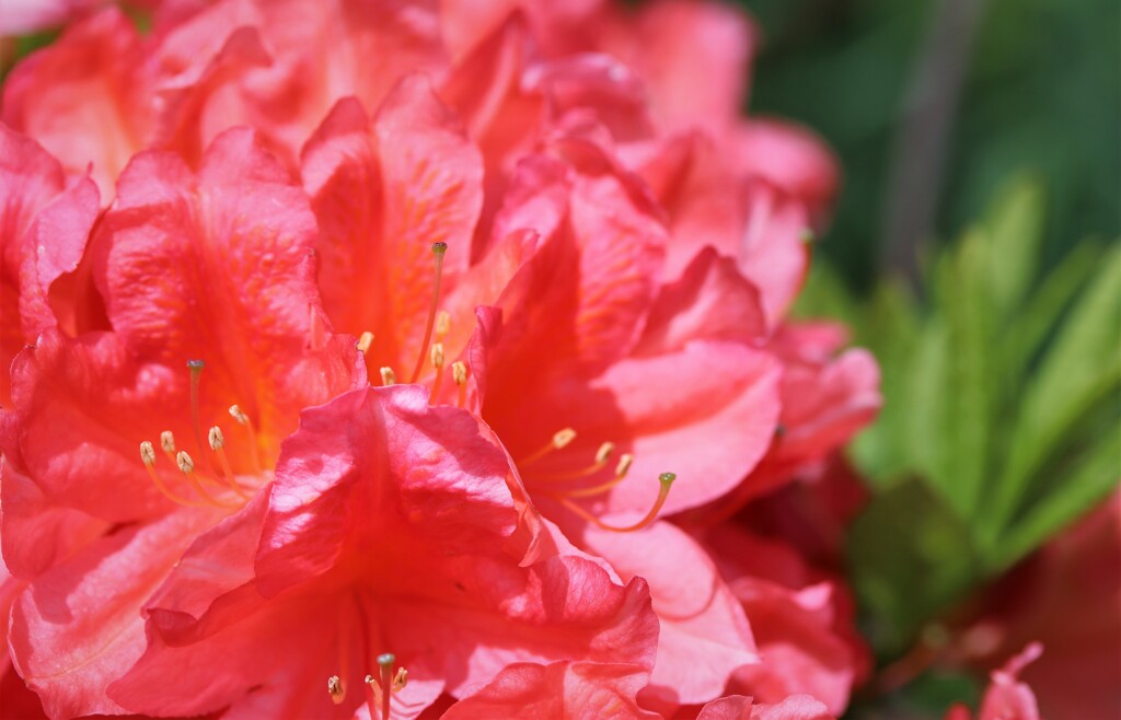 2021年5月　札幌の花たち　朱