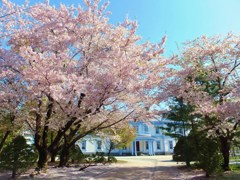 桜と豊平館