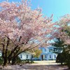 桜と豊平館