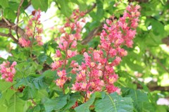 華
