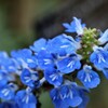 秋　花事情　１２
