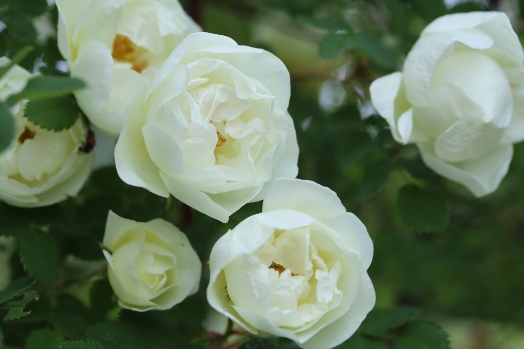 花　１９