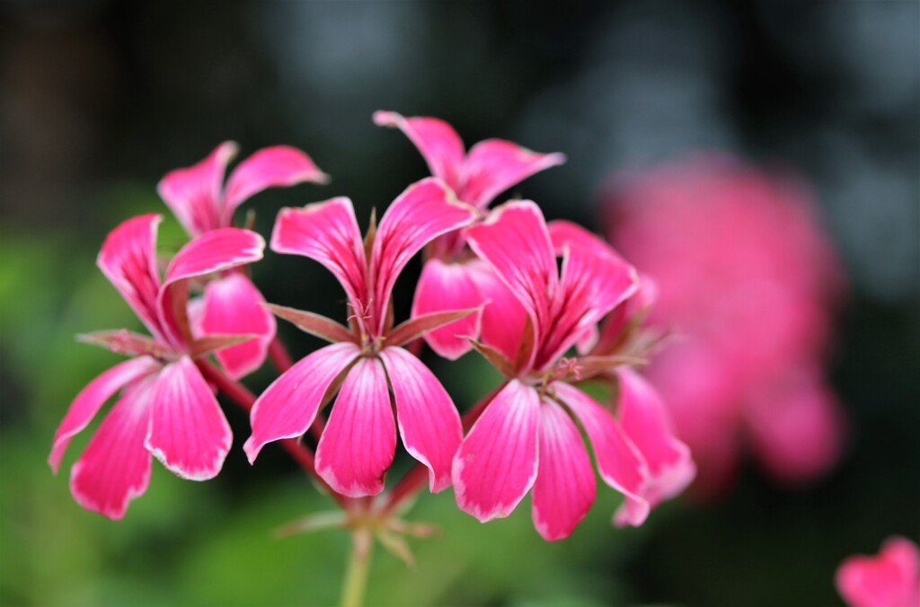 札幌　８月の花事情　１７