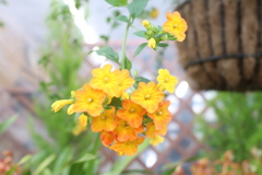 温室育ち　小さな黄