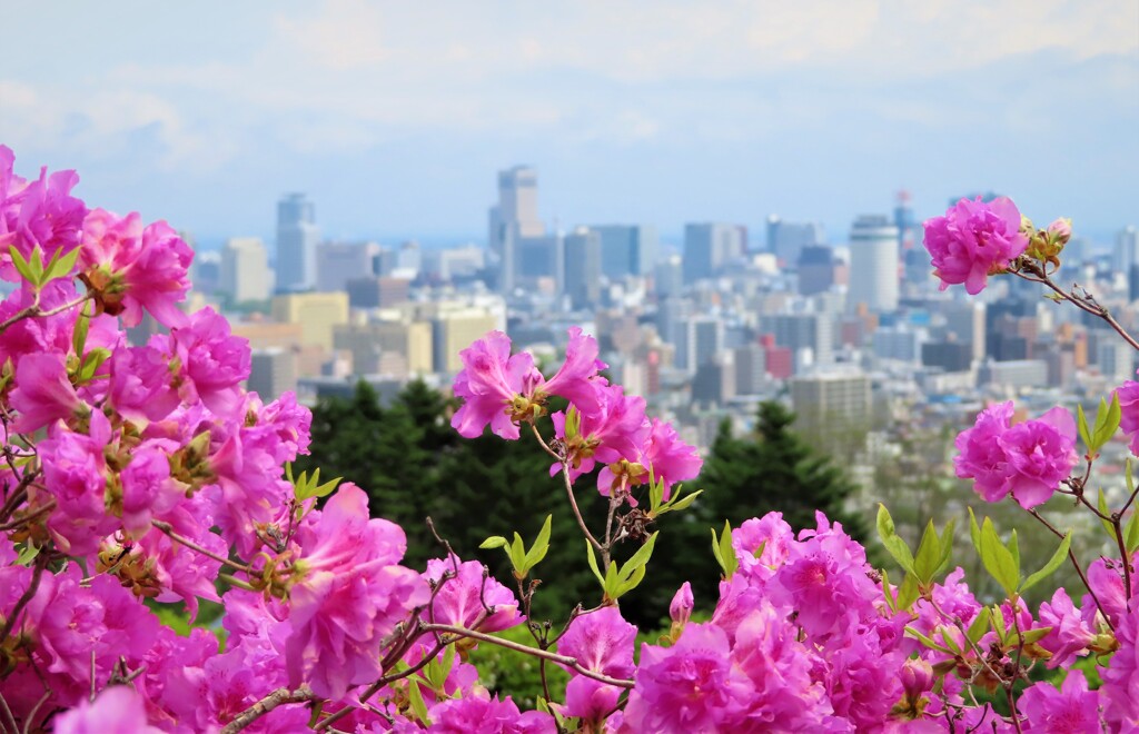 花の向こうに霞む街