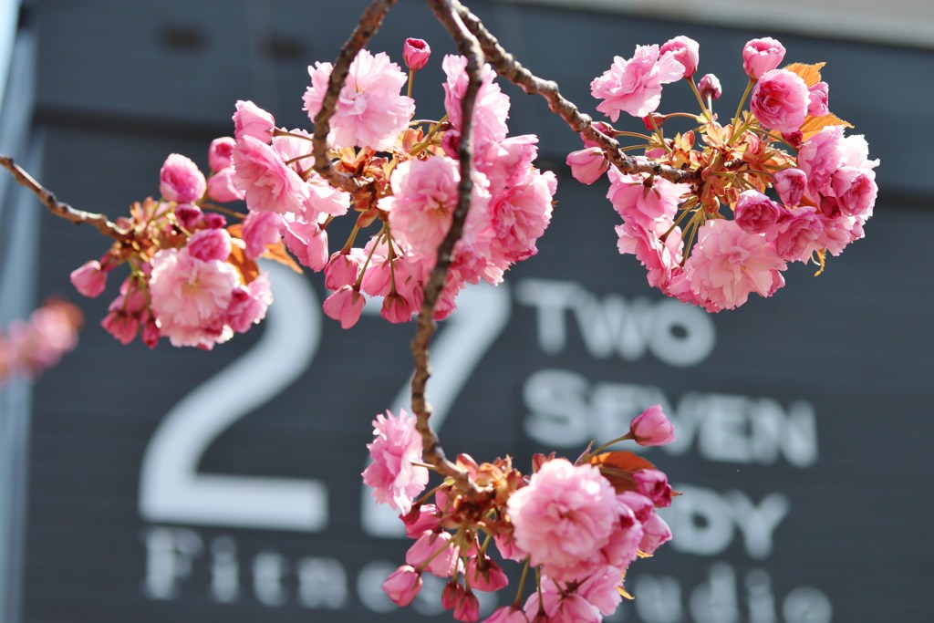 八重桜　１