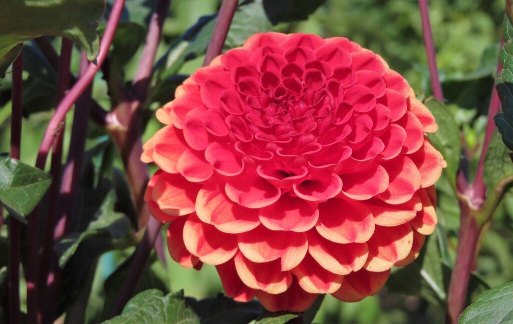 札幌　9月の花だよ　５