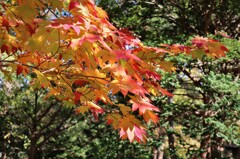 町に有った秋　４