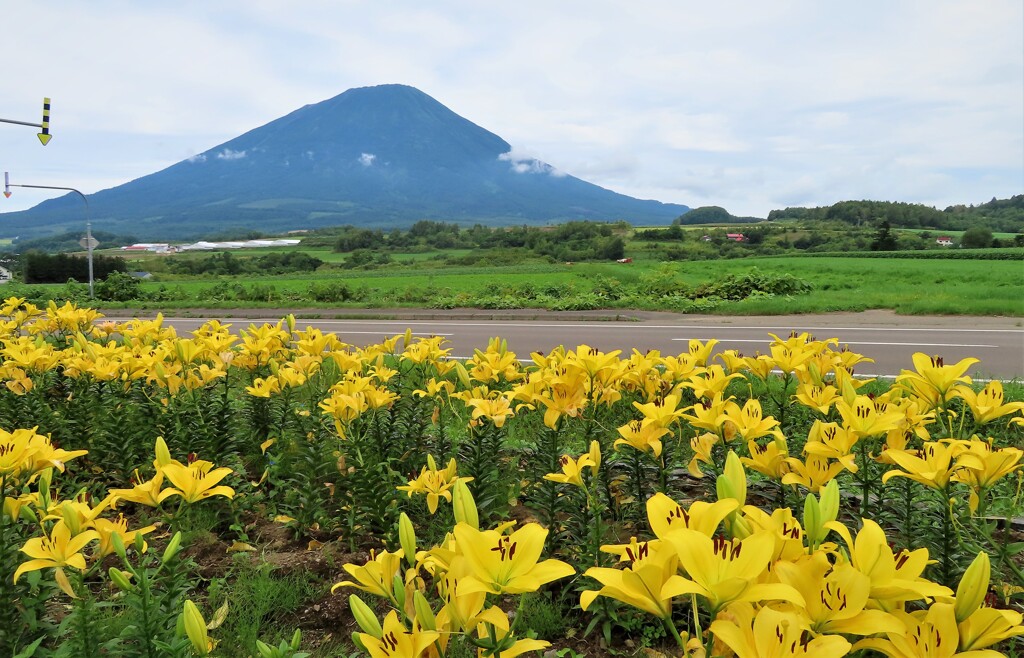 ユリと山