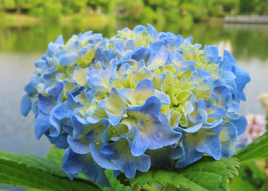 紫陽花