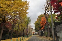 裏道の紅葉風景