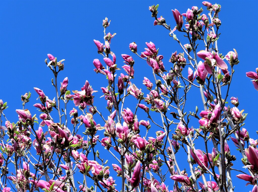 街の花　木蓮