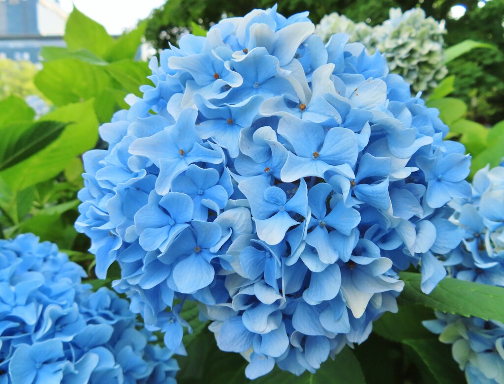 紫陽花　ブルー