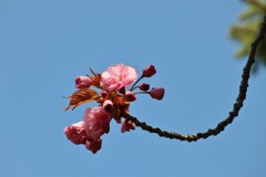 八重桜　Ⅰ