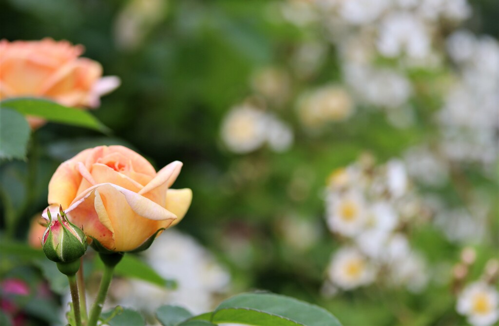 華々しい　１２