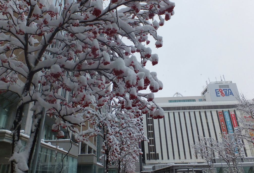 赤い実に白い雪