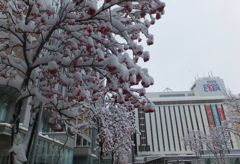 赤い実に白い雪