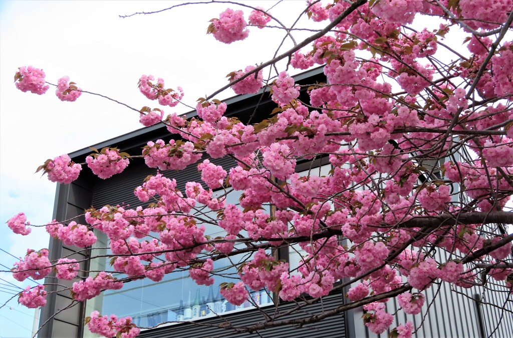 八重桜が旬　５