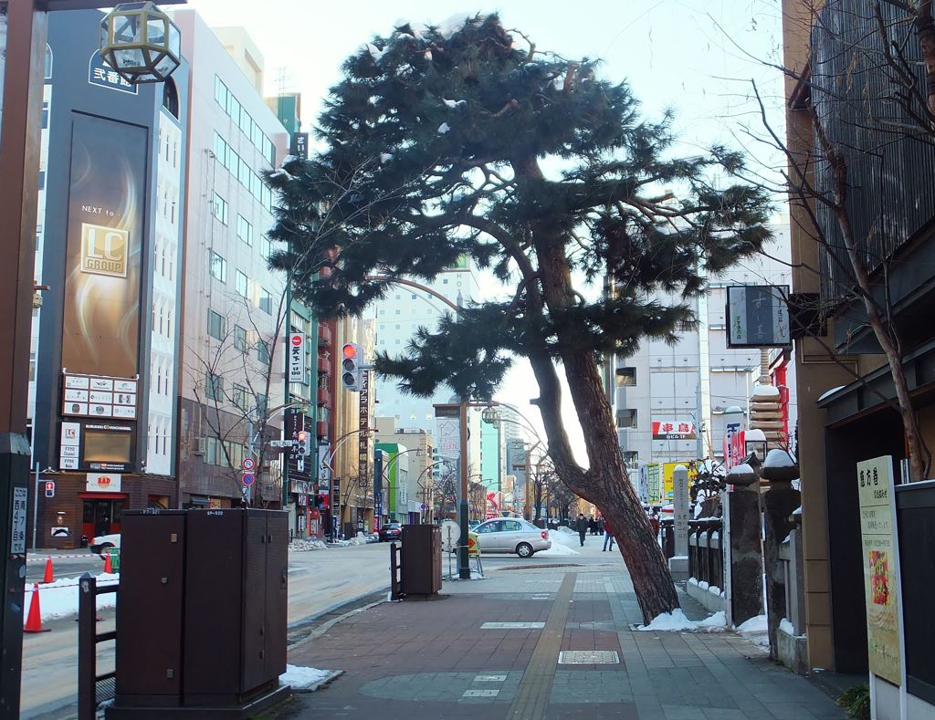 何故か、松！